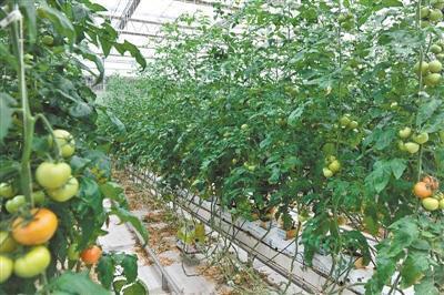 憑證入市，苗木先行——青海打造農產品安全新名片